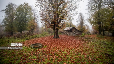 Bukuritë e vjeshtës ë rajonet veriore të Iranit/Foto