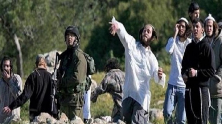 Cisgiordania, ennesima provocazione dei coloni: sradicai ulivi palestinesi