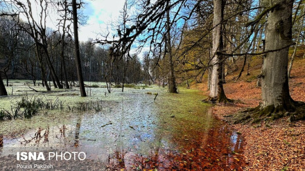 (FOTO DEL GIORNO) Palude Deryouk, nord Iran
