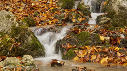 (FOTO DEL GIORNO) Foliage in Iran