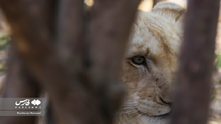 (FOTO DEL GIORNO) Sana, leonessa