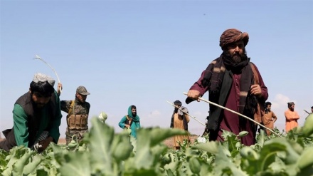 طالبان کشاورزان خشخاش کار را بازداشت می‌کنند
