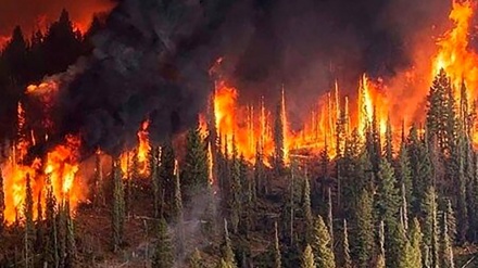 آتش باز هم به جان جنگل نورستان افتاد