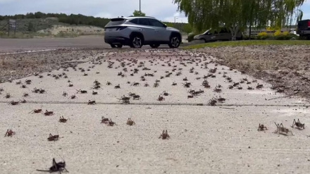 (VIDEO) Usa, invasione di mormoni  