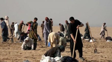 د افغانستان په کندوز ولایت کې سلګونه کسانو ته د کار زمینه برابره شوې، نور حال په راپور کې واورئ