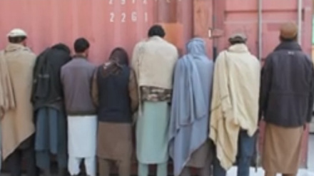 طالبانو د کوکنارو څو کروندګر نیولي دي، جزئیات په دغه راپور کې لرو