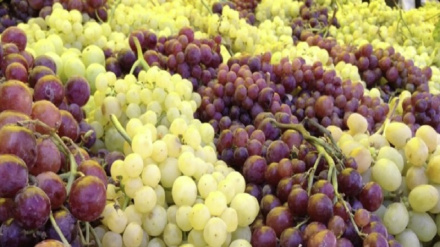 سږکال کابل کې د انګورو حاصلات ۶۳ سلنه زیات شوي