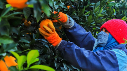 (FOTO DEL GIORNO) Arancia del Golestan
