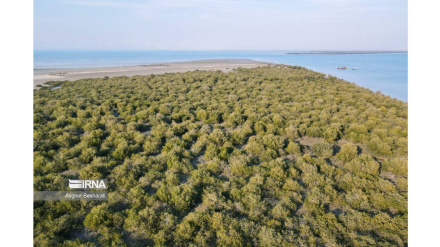  (FOTO DEL GIORNO) Piantati 2 mila alberi d'Avicennia marina su isola Qeshm, Golfo Persico