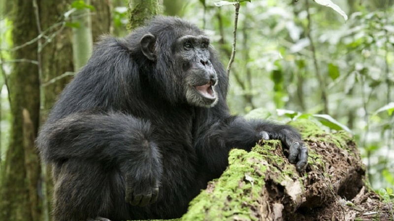 Շիմպանզեներն օգտագործում են պատերազմի մարտավարություն, ինչպես մարդիկ․ գիտնականներ