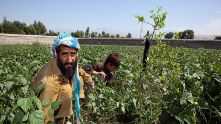 ننګرهار کښې زرګونو کسانو ته د کار زمینه برابره شوي ده راپور دلته لرو