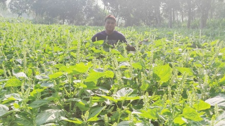 চরাঞ্চলে ভালো ফলন হওয়ায় বাড়ছে কৃষকদের আগ্রহ ; চরগুলো এখন ‘হিডেন ডায়মন্ড’ 