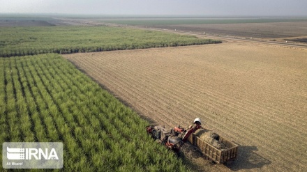 ایران؛ جزء 7 کشور برتر دنیا در تولید 22 محصول کشاورزی