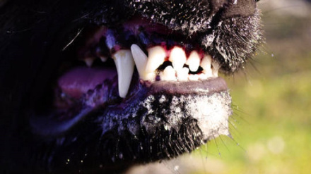 কুকুরে কামড়েছে ইউক্রেনের পররাষ্ট্রমন্ত্রী দিমিত্রি কুলেবাকে