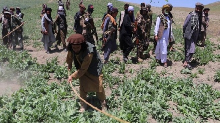 طالبان: کشت مواد مخدر در افغانستان به صفر رسیده است
