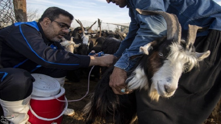 (FOTO DEL GIORNO) Ahvaz, vaccinazione bestiame nel sud dell'Iran
