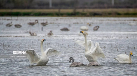 (FOTO DEL GIORNO) Sorkhrud, cigni migratori