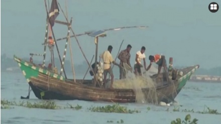 ইলিশের  নিষিদ্ধ জালে অবাধে শিকার হচ্ছে জাটকা, প্রকাশ্যেই হচ্ছে বিক্রি 