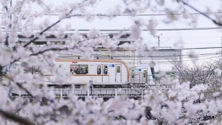 Bunga Sakura yang Mekar Lebih Awal di Tokyo