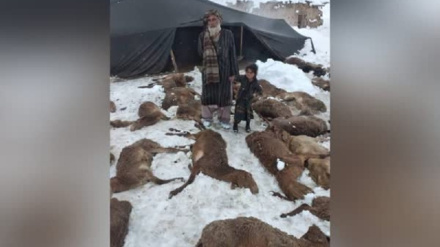 افغانستان کښې د سختې واورې او یخنۍ له امله ۶ زره څاروي مړه شوي
