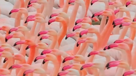  Koloni flamingo di Lahan Basah Miankaleh di sebelah timur Mazandaran 