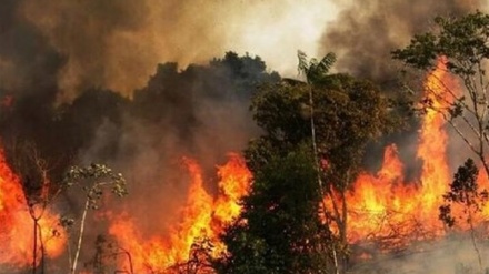 مرزبانان تاجیکستانی جنگل‌های ولایت تخار را آتش زدند