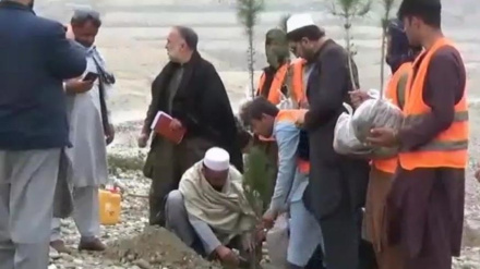 ننګرهار کې په ۴ زره جریبه ځمکه د ۸ زره بوټو مصنوعي ځنګل جوړیږي.