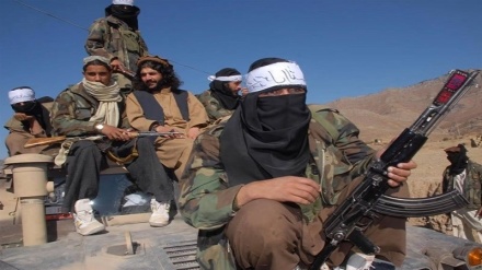 آصف درانی: بیش از پنج هزار عضو تحریک طالبان پاکستان در افغانستان حضور دارند