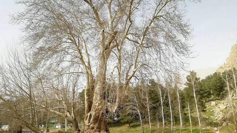 樹齢６０２年の「シーリーンとファルハードの木」