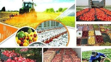 Рост экспорта продовольственных и сельскохозяйственных продуктов Ирана на 23%