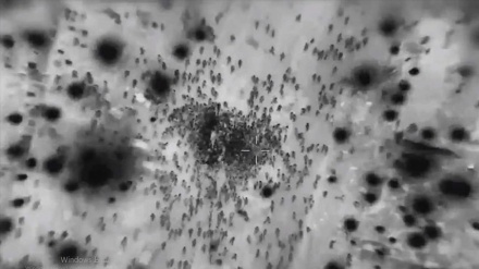 מועצת הביטחון: חשש עמוק עקב תקיפת משאיות הסיוע בצפון הרצועה