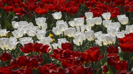 (FOTO) Festival dei tulipani a Mashhad - 2