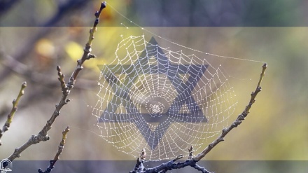 İsrail'in doğası örümcek ağından daha gevşektir
