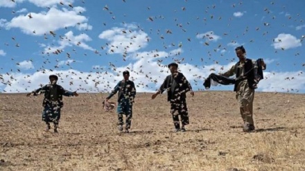هجوم صدها هزار ملخ مراکشی در افغانستان