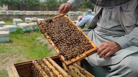 افزایش تولیدات عسل در تخار و نبود بازار فروش