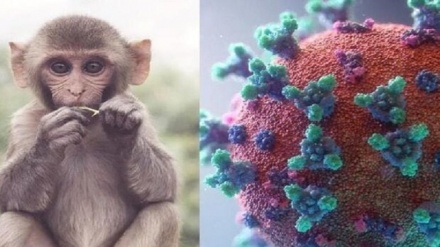 Cina, preoccupazioni per il nuovo virus delle scimmie