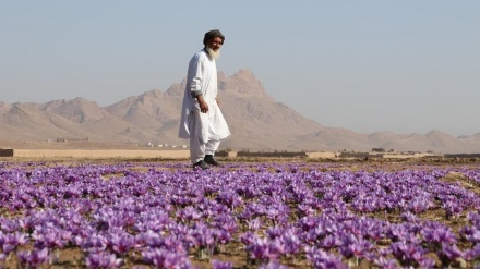 درآمد ۴۹ میلیون دلاری طالبان از صادرات زعفران در سال ۱۴۰۲ 