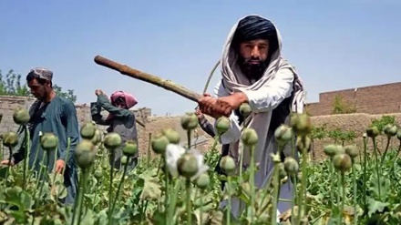  طالبان بر تعهد خود به ریشه‌کن کردن کشت و قاچاق مواد مخدر تاکید کرد