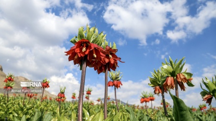 Fusha e tulipanëve të kokulur në Kuhrang/Foto