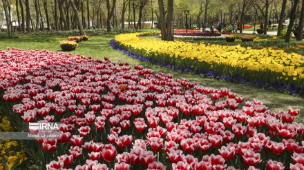 Festivali i tulipanëve në Iran/Foto