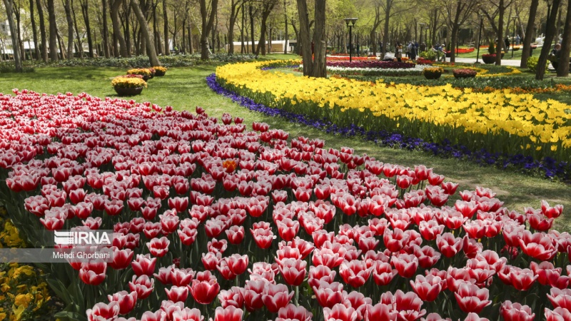 Festivali i tulipanëve në Iran/Foto