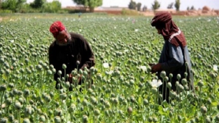 تاکید بر مبارزه قاطع علیه کشت و تولید مواد مخدر‎‎ در افغانستان 