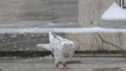 نجات کبوتران حرم رضوی در بارش یک‌ریز تگرگ