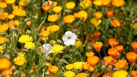 باغ گیاه شناسی مشهد - یکی از مکان های تفریحی مشهد مقدس