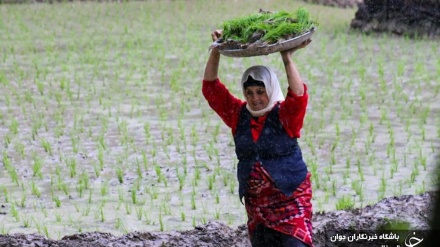 Fushat e mbjelljes së orizit në provincën Gilan të Iranit/Foto