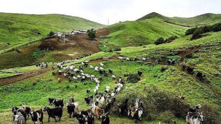 Masal har sor, 800 həzo kilo şıt istehsol kardedə