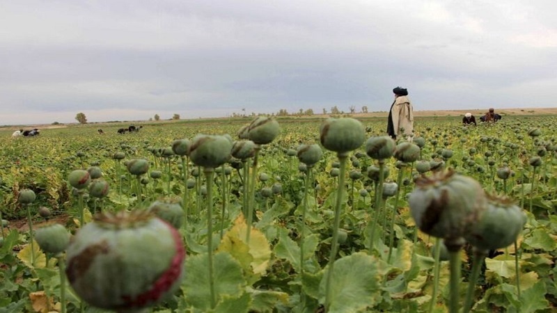 سازمان ملل خبر داد/ کاهش ۹۵ درصدی کشت موادمخدر در افغانستان