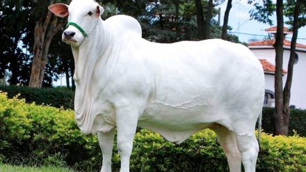 Notizie curiose, in Brasile la mucca più cara al mondo, ecco quanti milioni vale