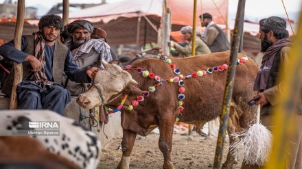 خوش سلیقگی و ذوق مردم افغانستان در تزئین دام های عید قربان 