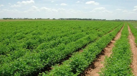 آزادسازی ۹۰ هزار جریب زمین زراعی در سمنگان از تصرف غیرقانونی 